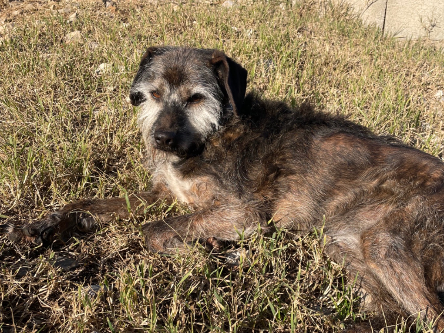 Adotta un cane, maschio, 11 anni  e 1 mese, Milano