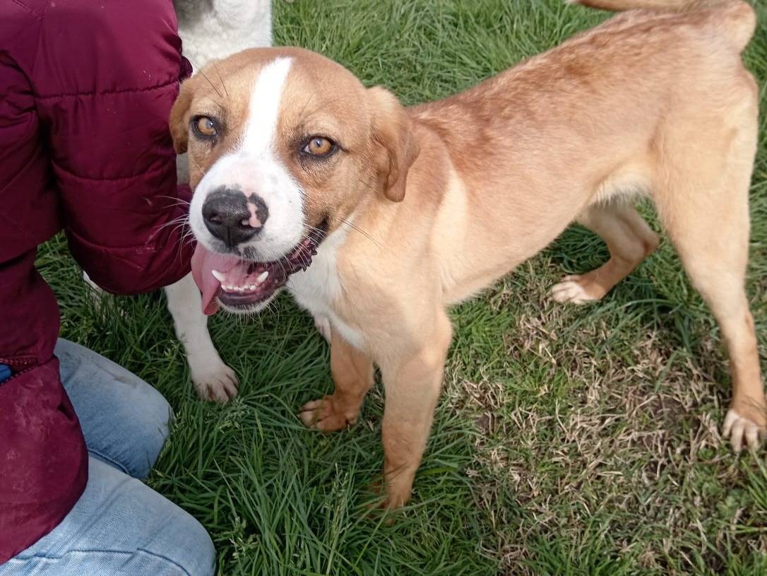 Adotta un cane, maschio, 2 anni e 5 mesi, Latina