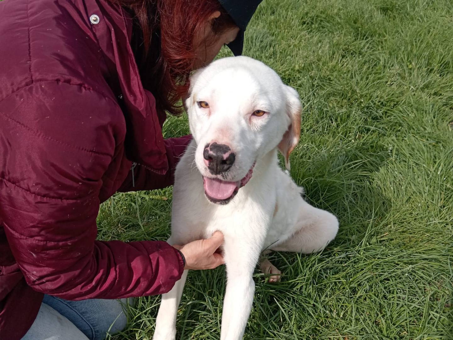 Adotta un cane, taglia media contenuta, maschio, Latina