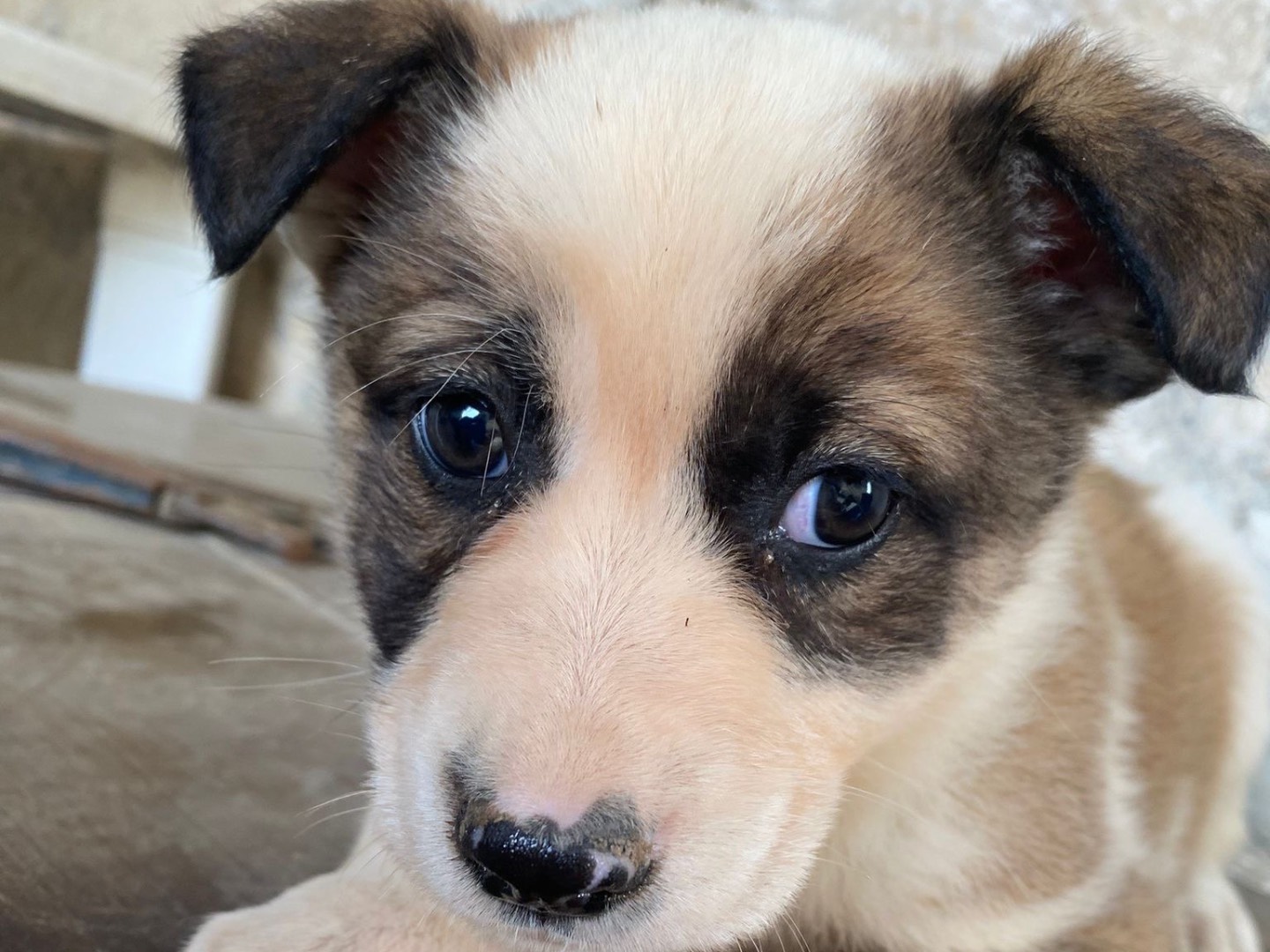Adotta un cane, maschio, 1 anno e 9 mesi, Siracusa