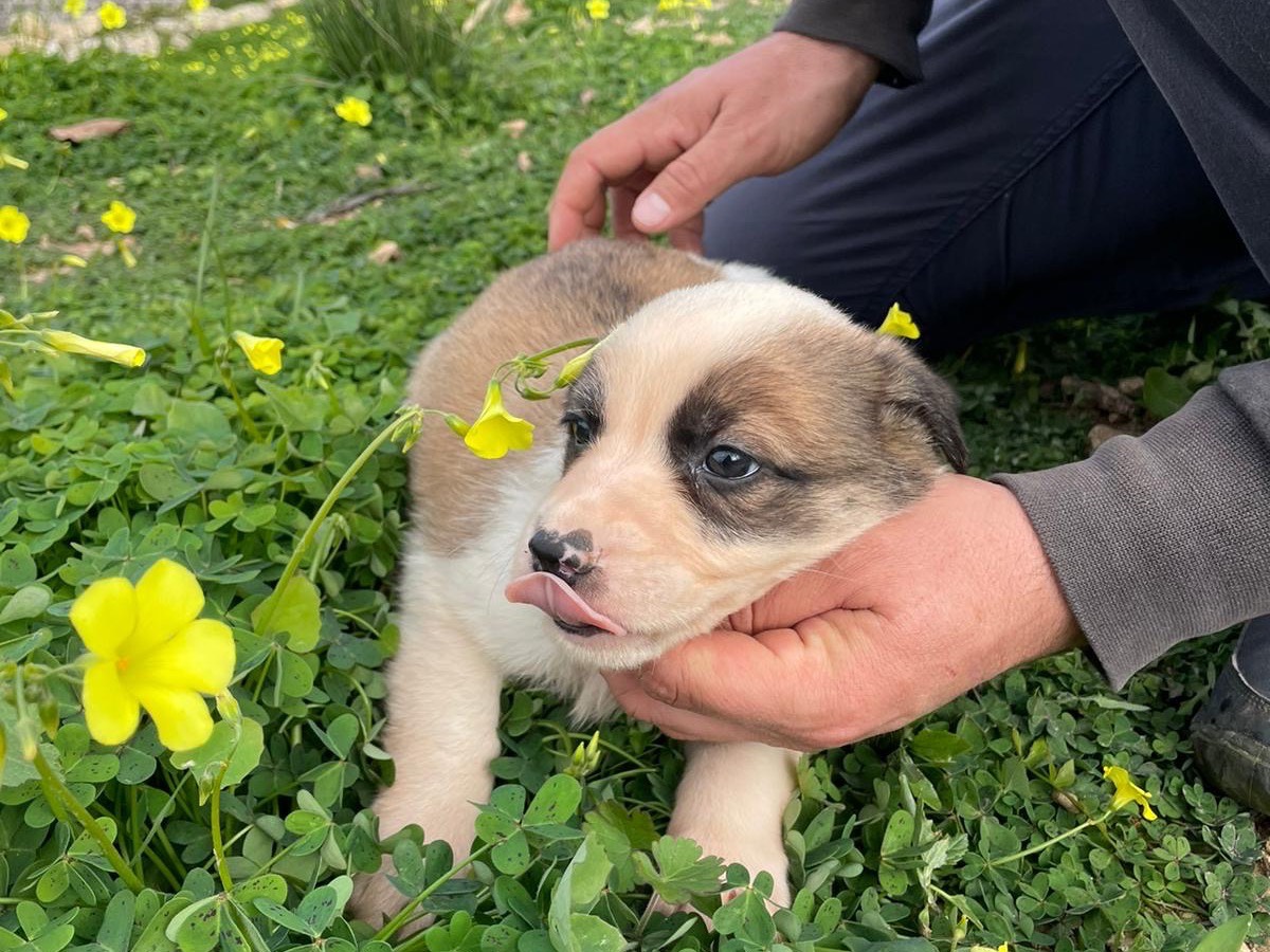 Adotta un cane, taglia media contenuta, maschio, Siracusa
