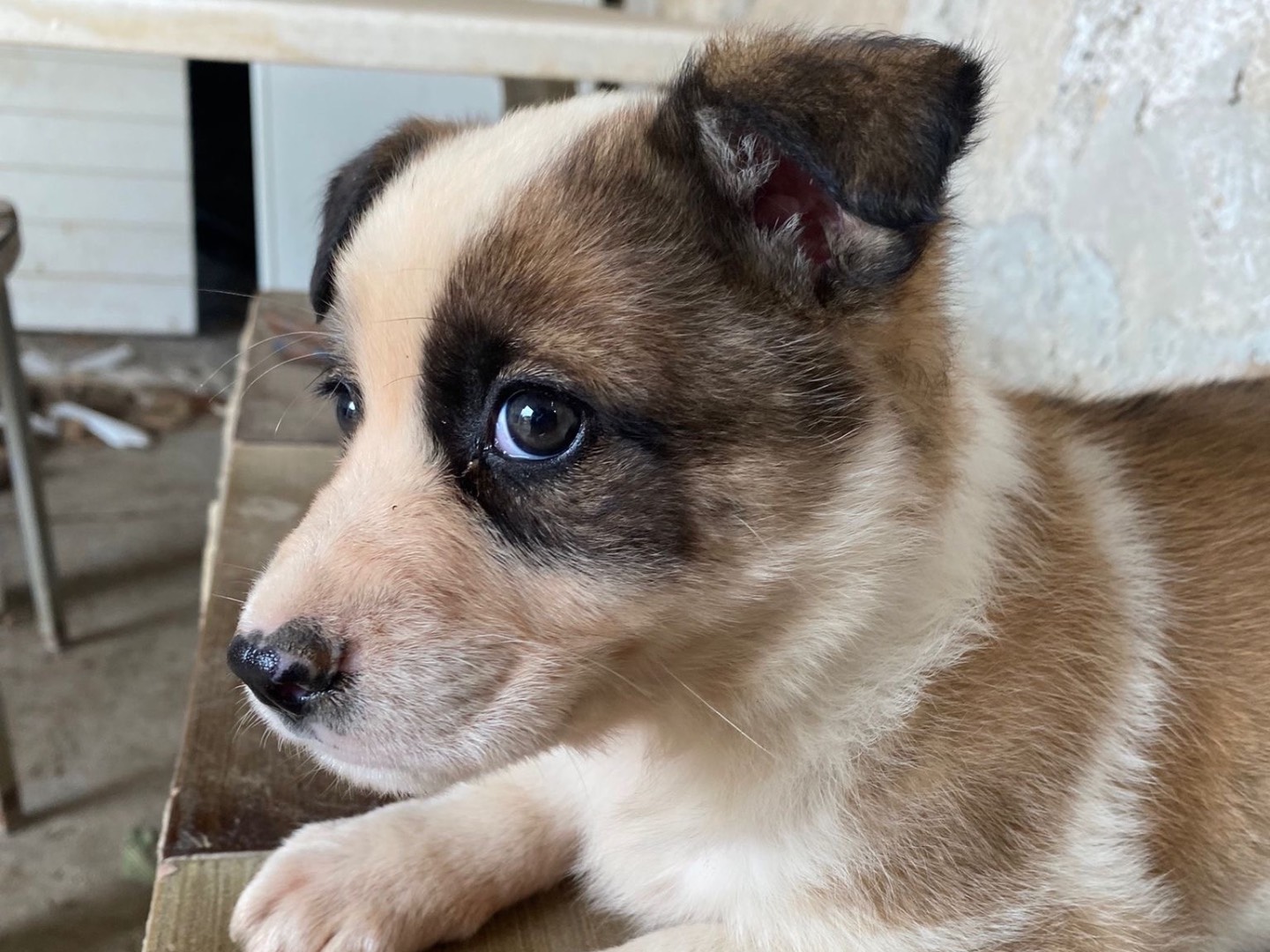 Vuoi adottare un cane a Siracusa?