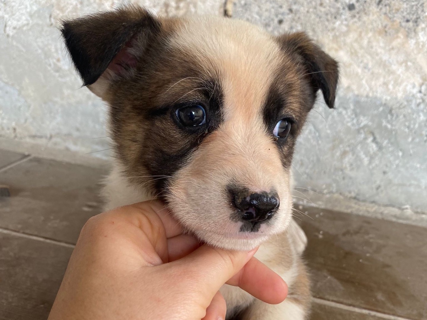 Adotta il cane Hero a Siracusa