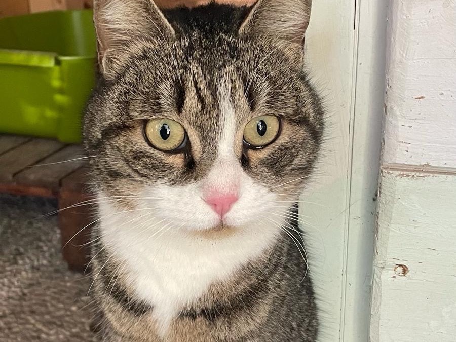 Adozione gatto, femmina, meticcio, 3 anni e 4 mesi, taglia non valida, Roma