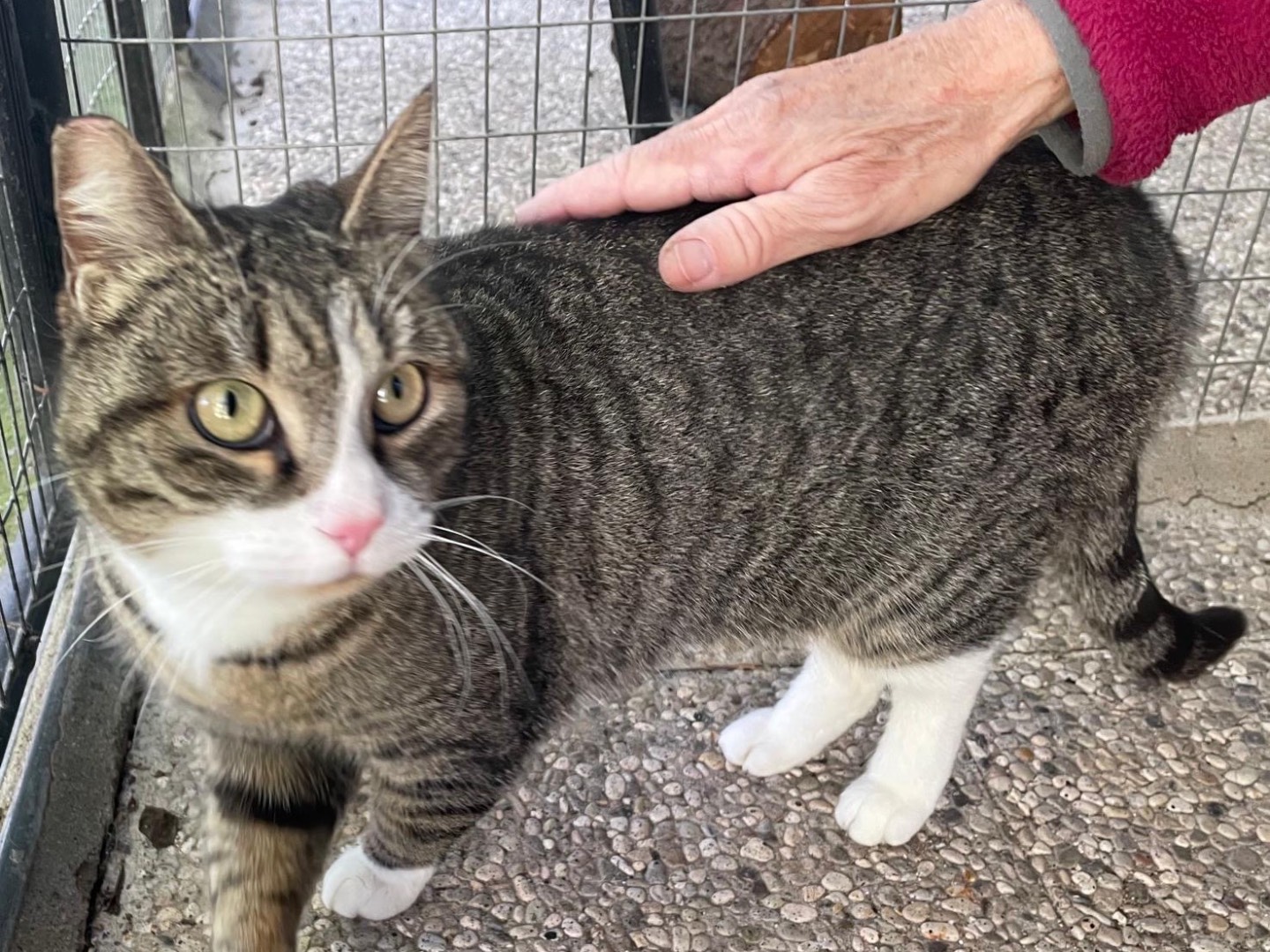 Adotta un gatto, femmina, 3 anni e 4 mesi, Roma