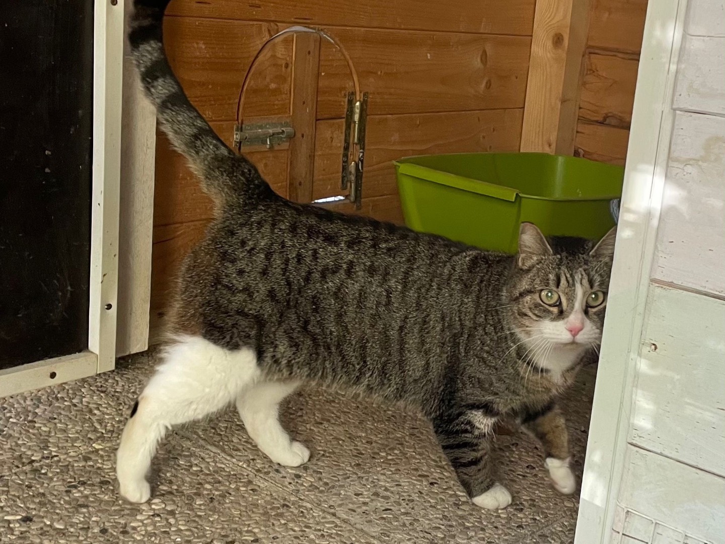 Vuoi adottare un gatto a Roma?