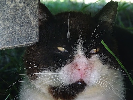 Adotta un gatto, maschio, 11 anni  e 1 mese, Ancona