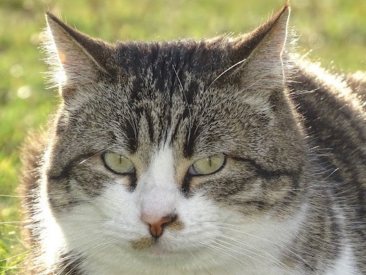 Foto dell'animale