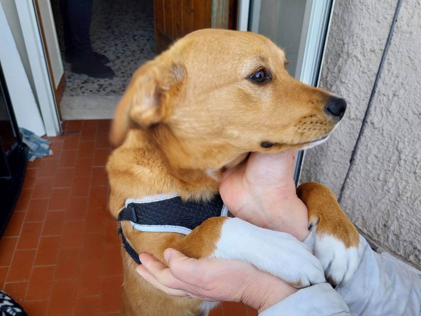 Vuoi adottare un cane a Napoli?