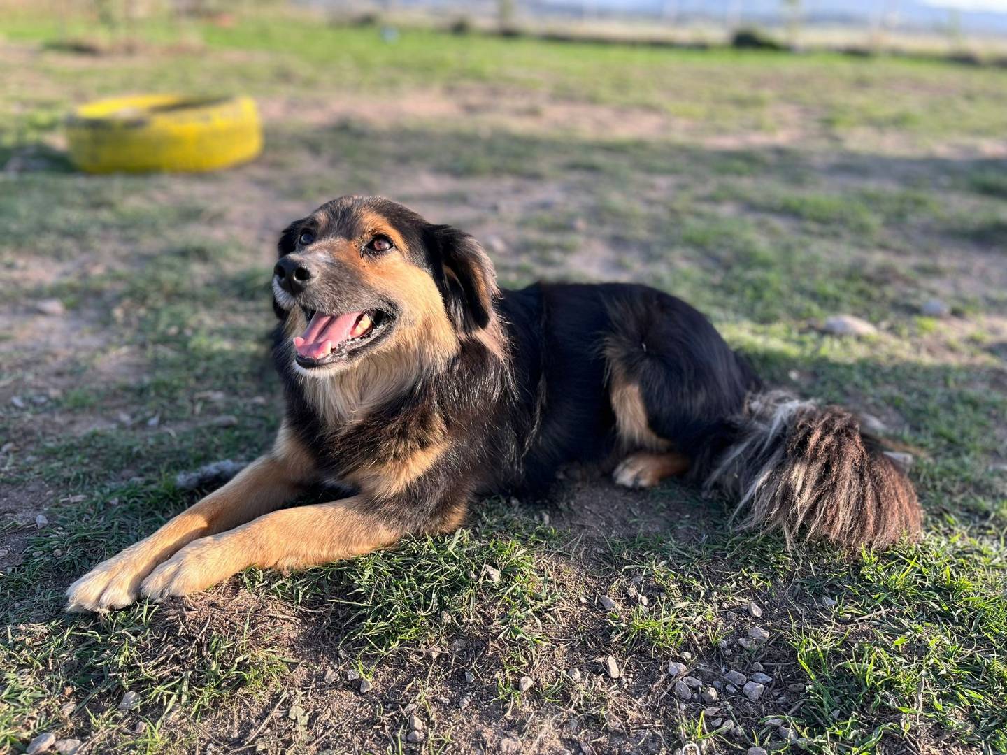 Adotta un cane, maschio, 5 anni  e 9 mesi , Sassari