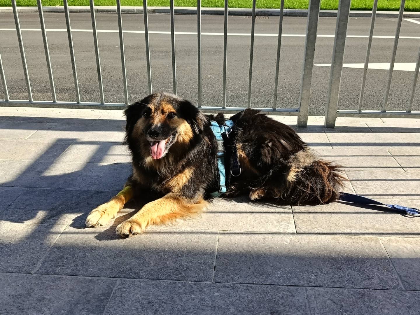 Vuoi adottare un cane a Sassari?