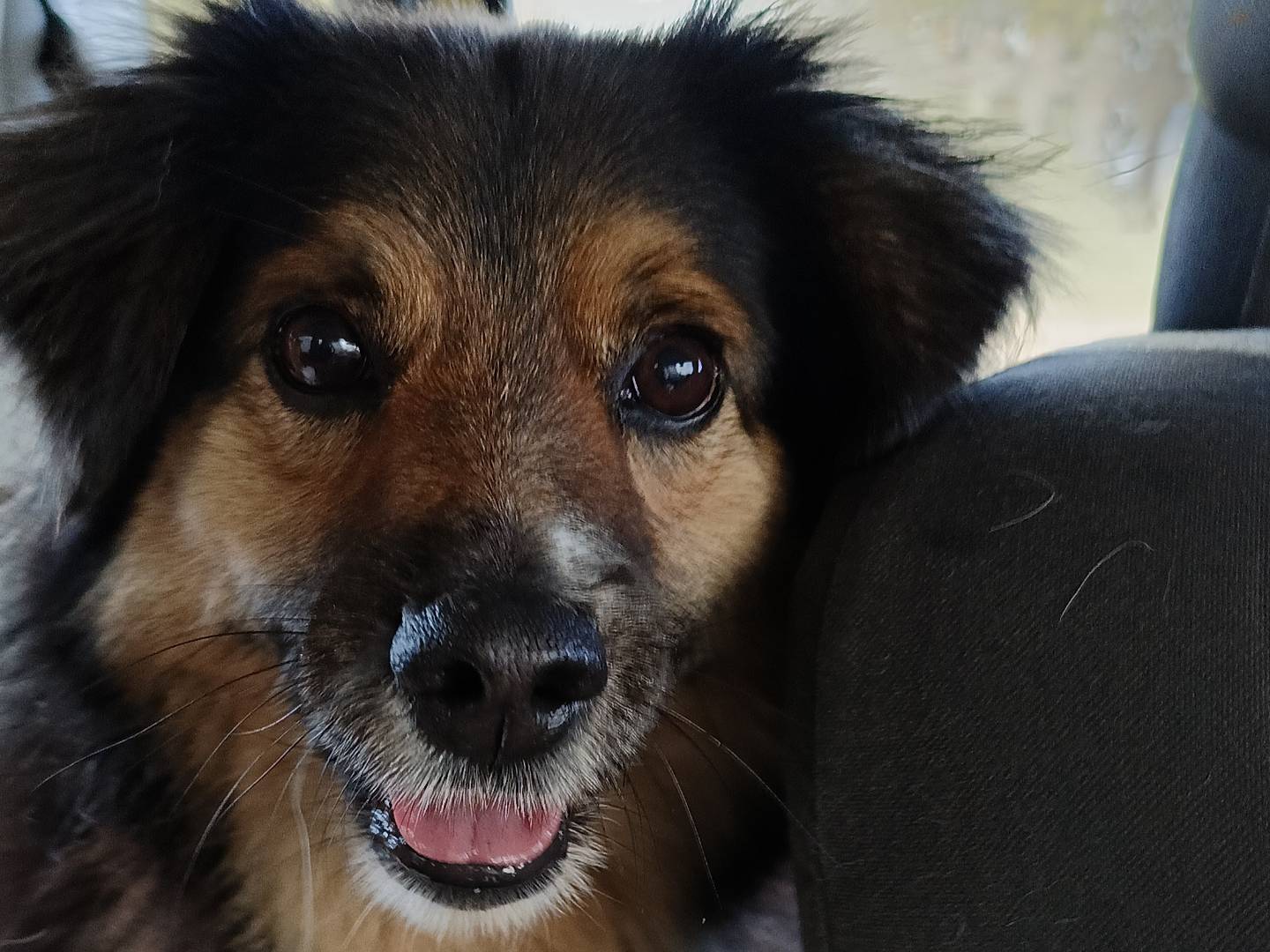 Adotta il cane Milton a Sassari