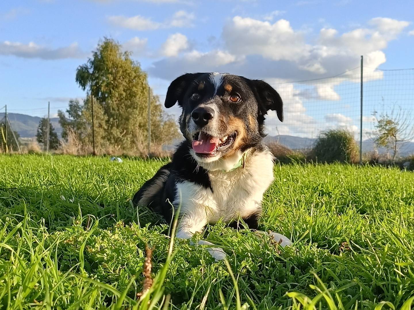 Foto dell'animale
