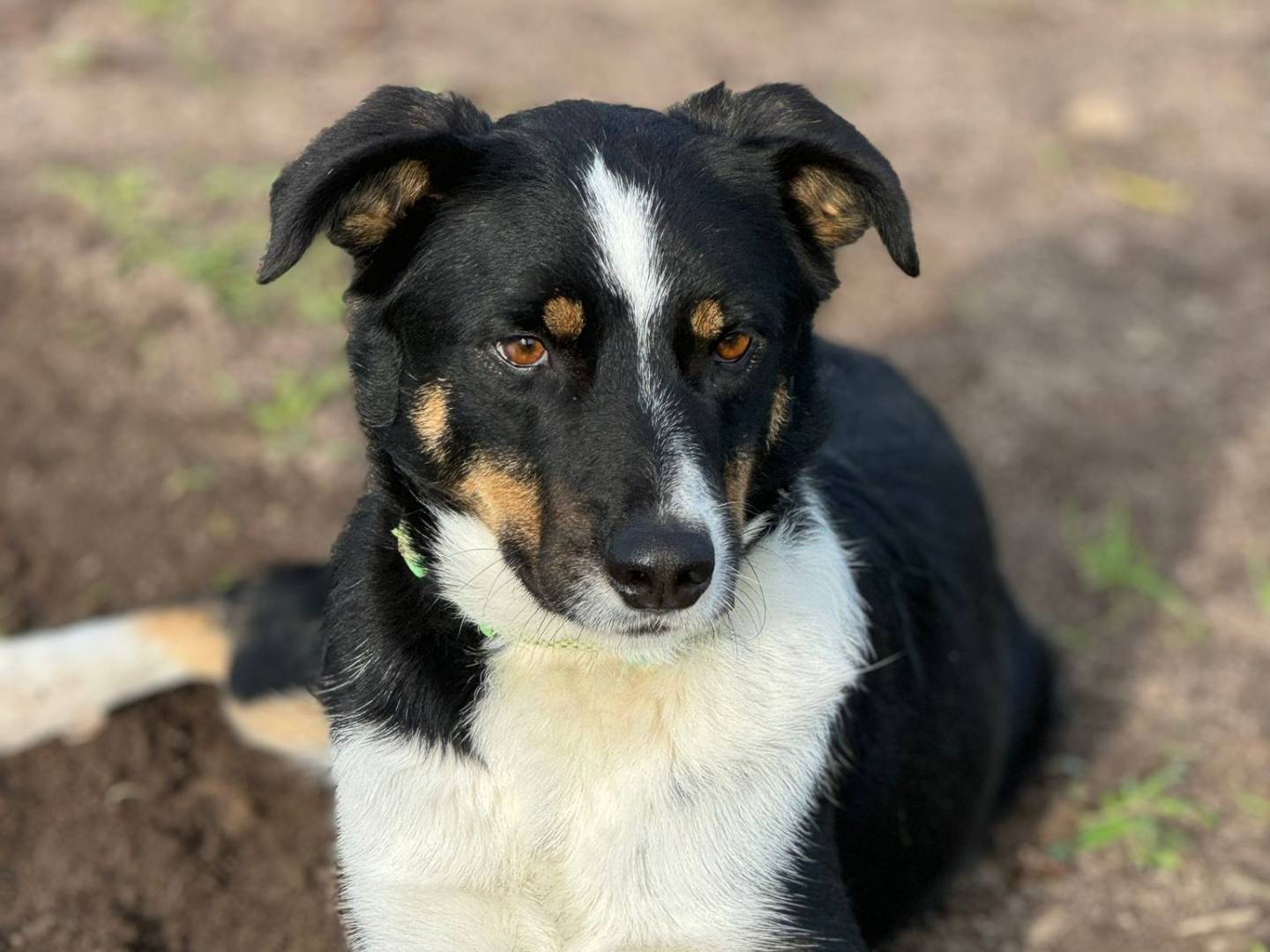 Adotta il cane Harry a Sassari