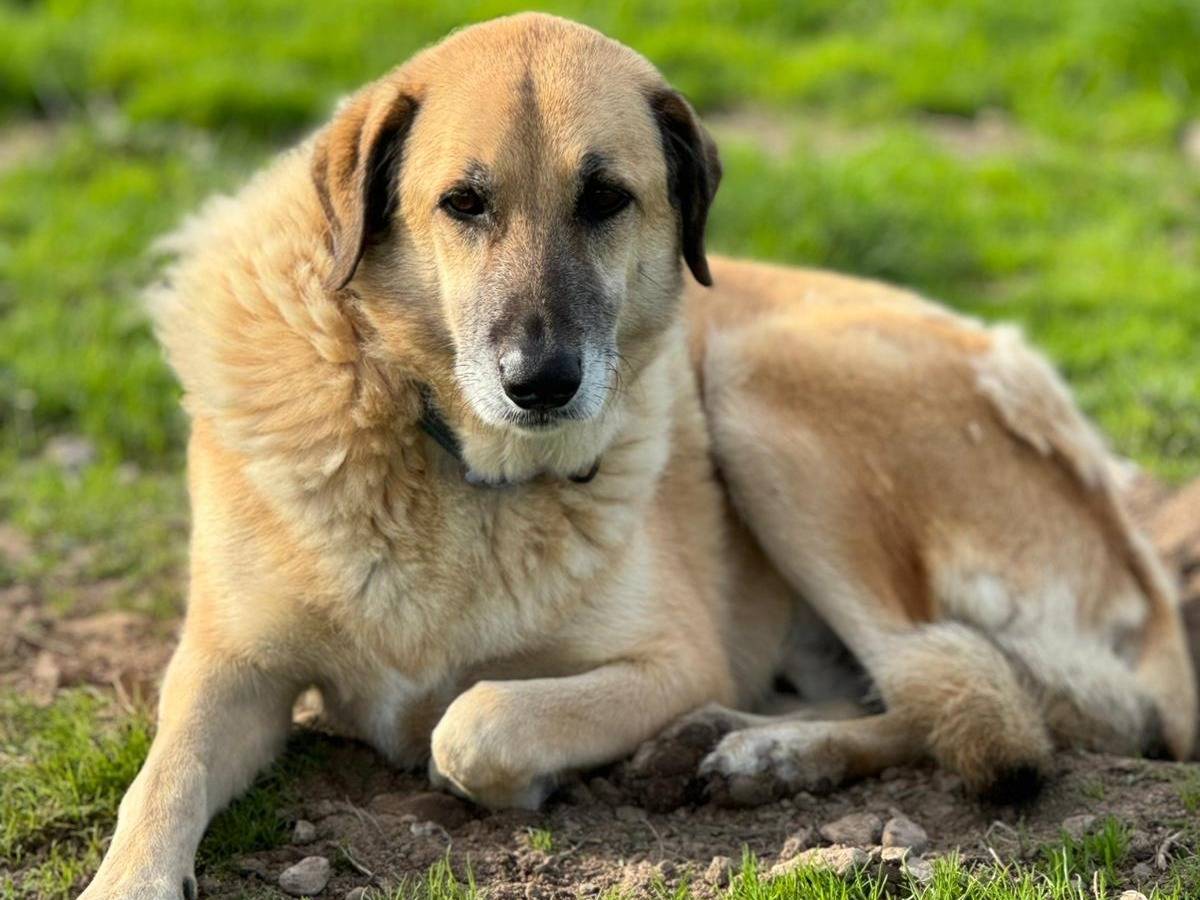 Adotta un cane, taglia grande, maschio, Sassari