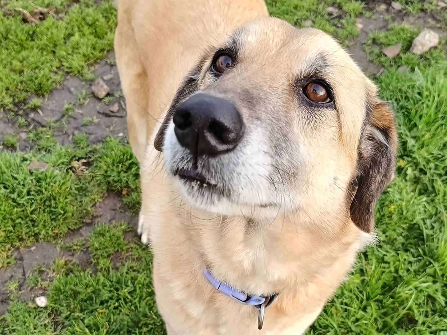 Adotta il cane Mowgli a Sassari