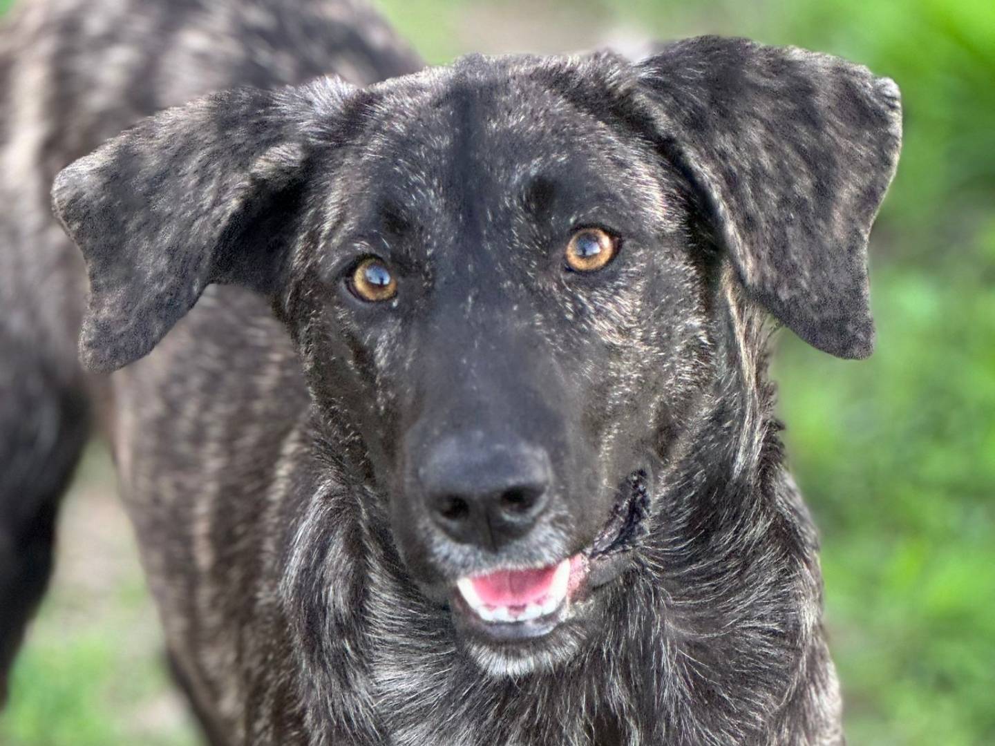 Adozione cane, maschio, meticcio, 2 anni  e 1 mese, taglia media, Sassari