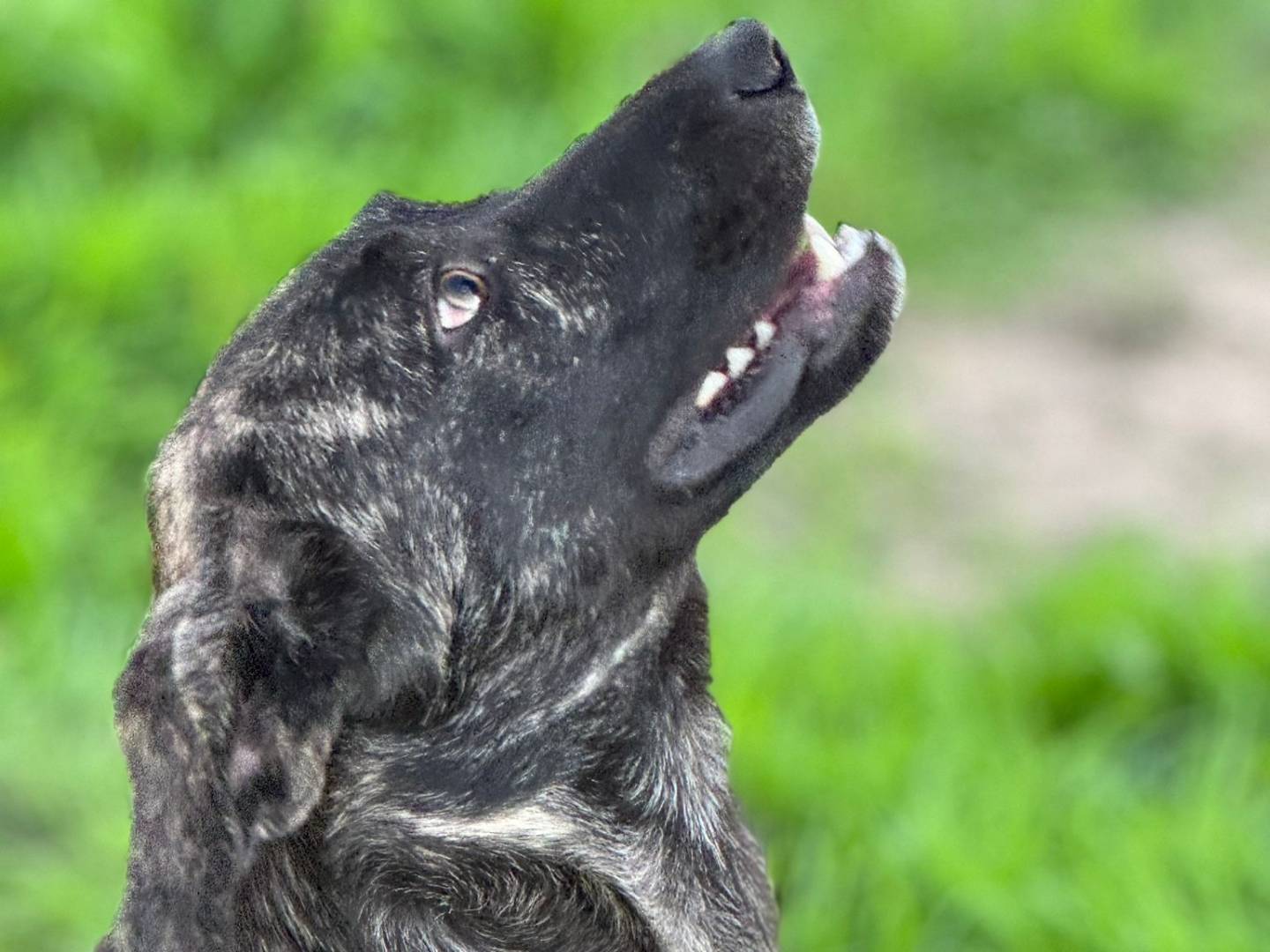 Adotta un cane, maschio, 2 anni  e 1 mese, Sassari