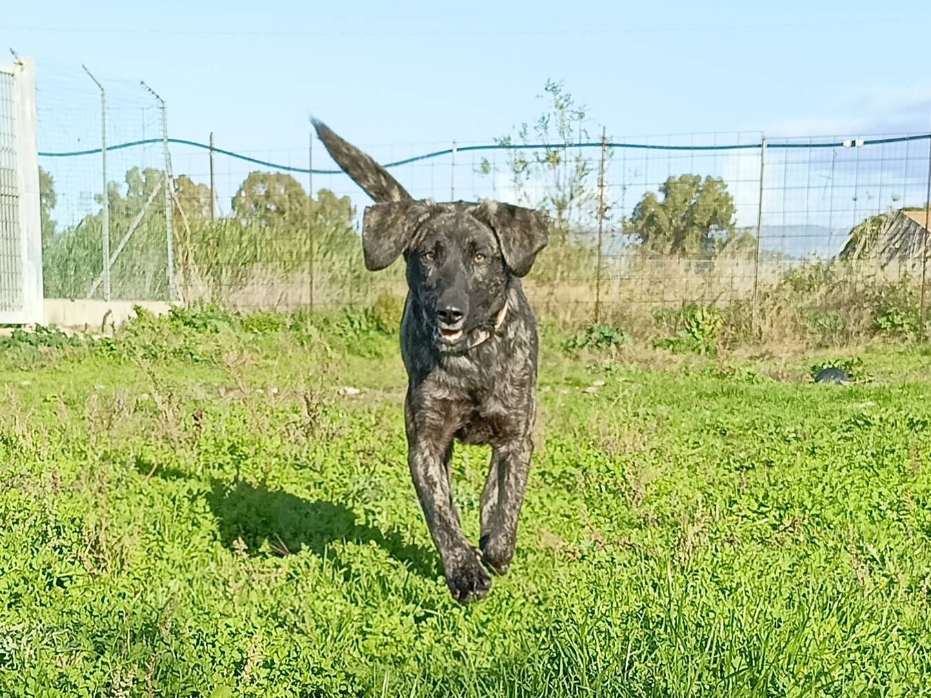 Adotta un cane, taglia media, maschio, Sassari