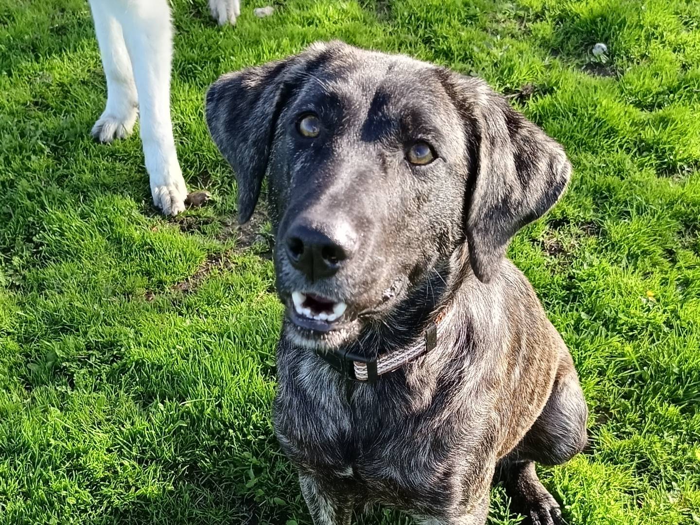 Vuoi adottare un cane a Sassari?