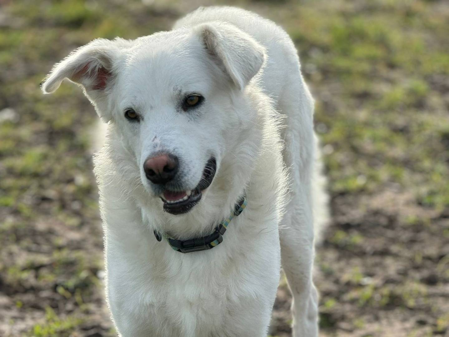 Adotta un cane, maschio, 2 anni  e 9 mesi , Sassari