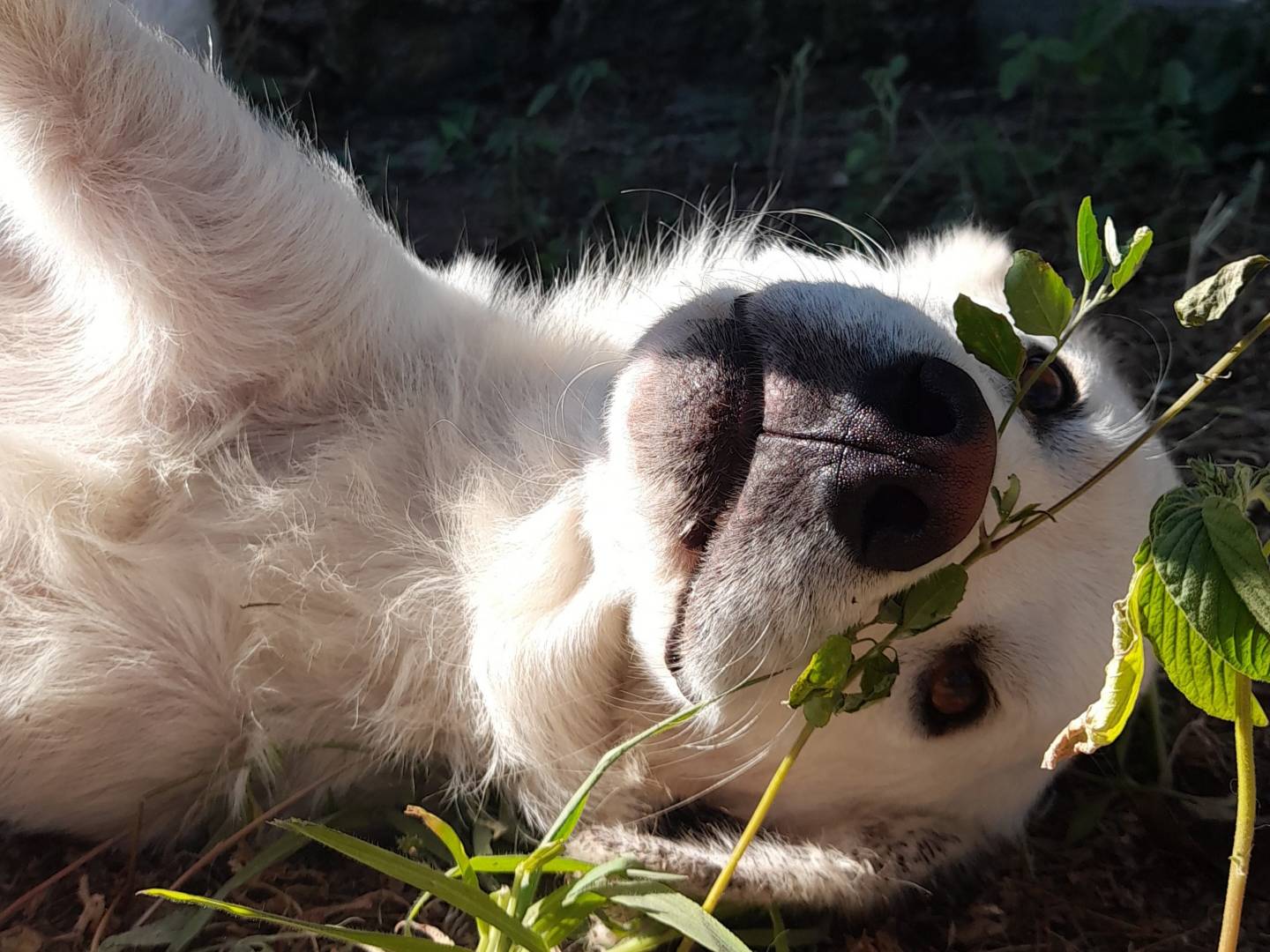 Vuoi adottare un cane a Sassari?