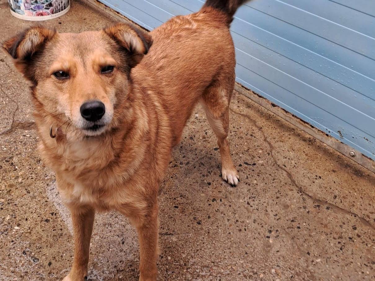 Adotta il cane FOXY a Crotone