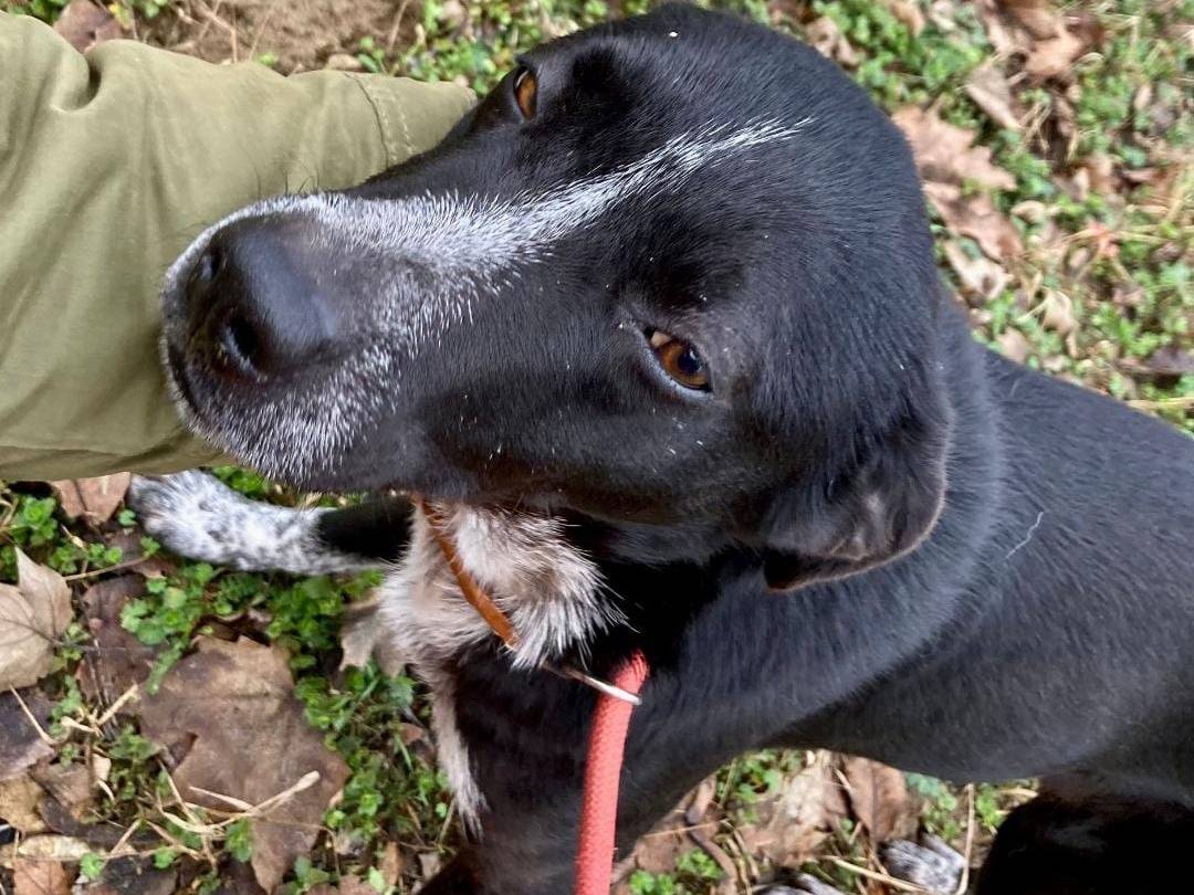 Vuoi adottare un cane a Pavia?