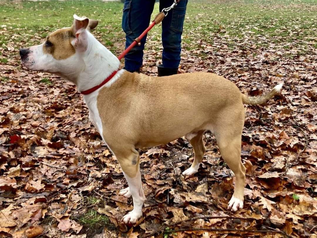 Adotta un cane, taglia media, maschio, Pavia