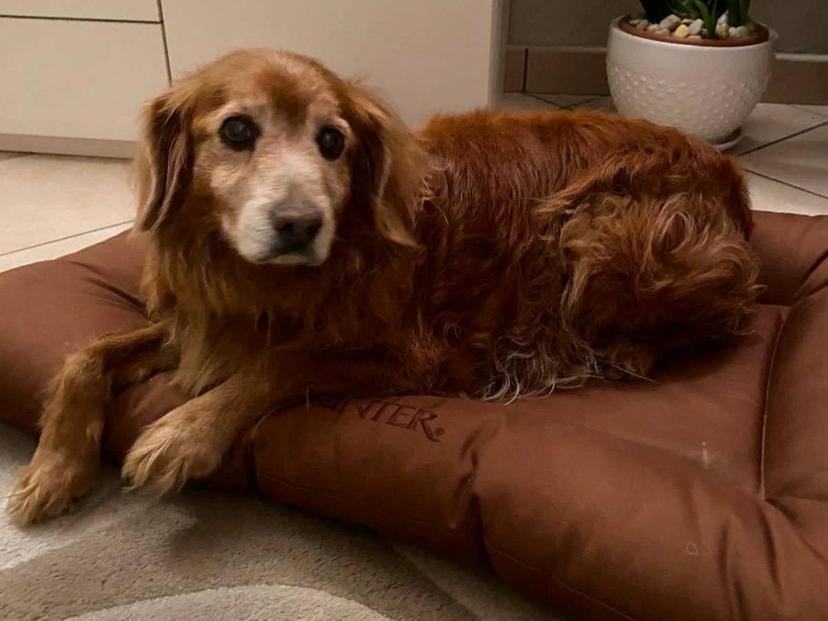 Adotta un cane, maschio, 12 anni e 10 mesi, Brescia