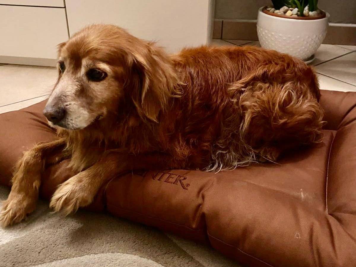 Adotta un cane, taglia media contenuta, maschio, Brescia