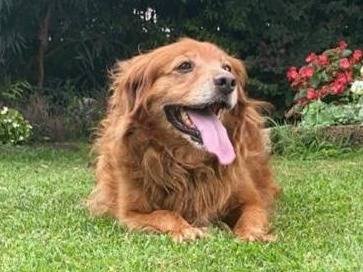 Vuoi adottare un cane a Brescia?