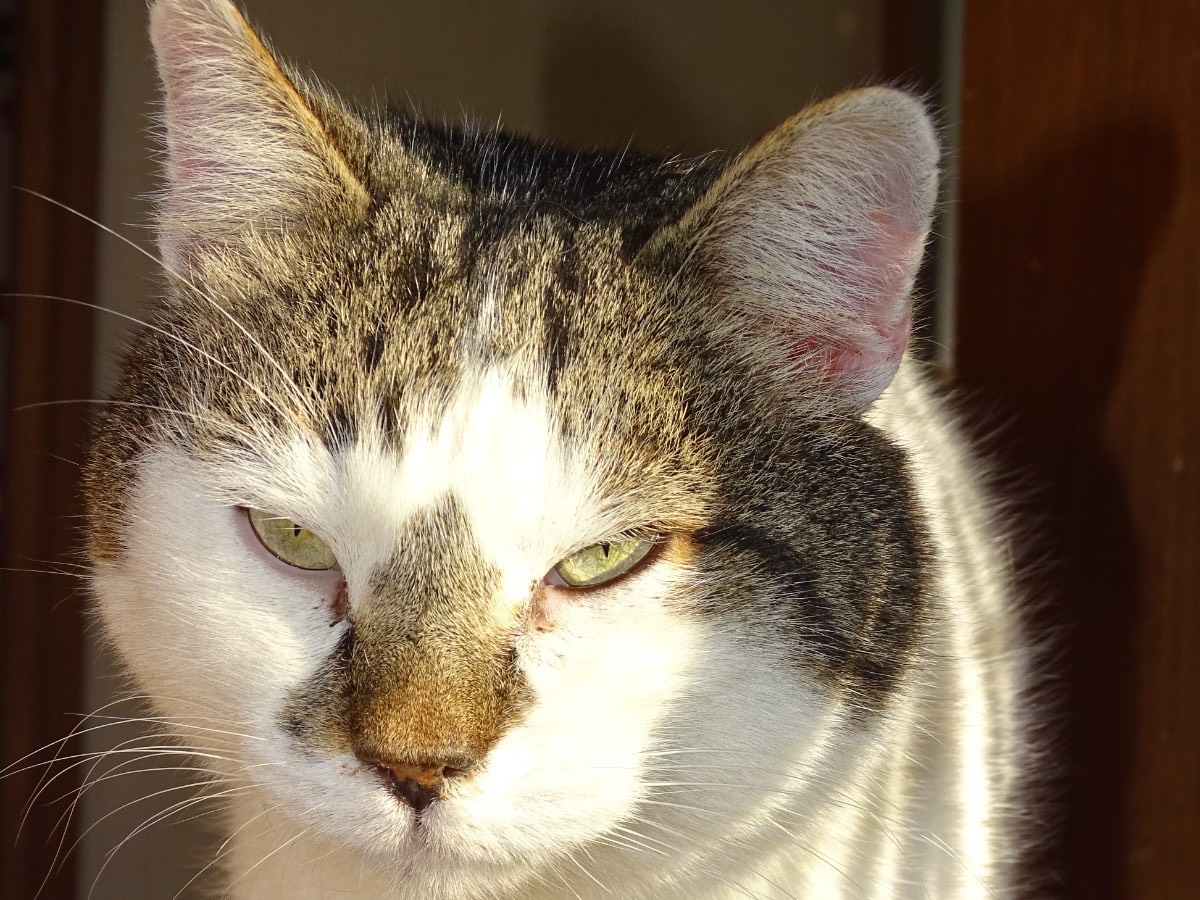 Foto dell'animale