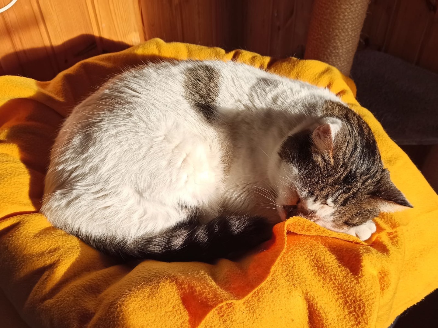 Adotta un gatto, maschio, 5 anni  e 10 mesi , Ancona