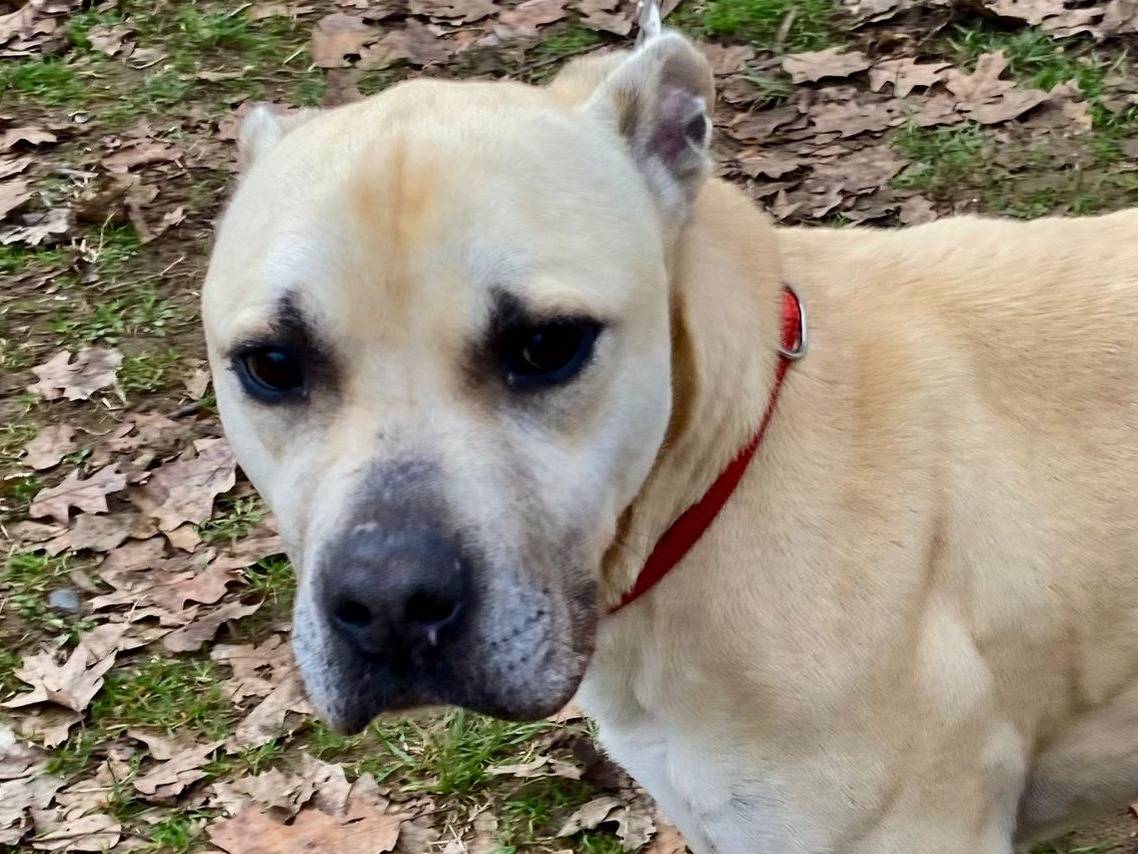 Adotta un cane, taglia media, maschio, Pavia