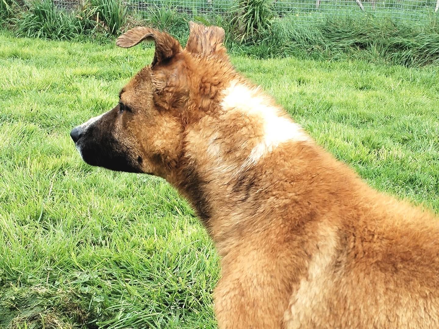 Adotta un cane, taglia media contenuta, maschio, Latina