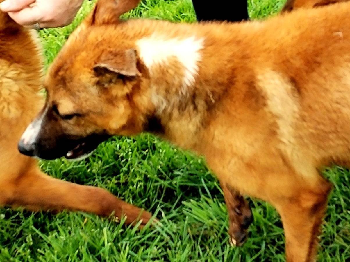 Vuoi adottare un cane a Latina?