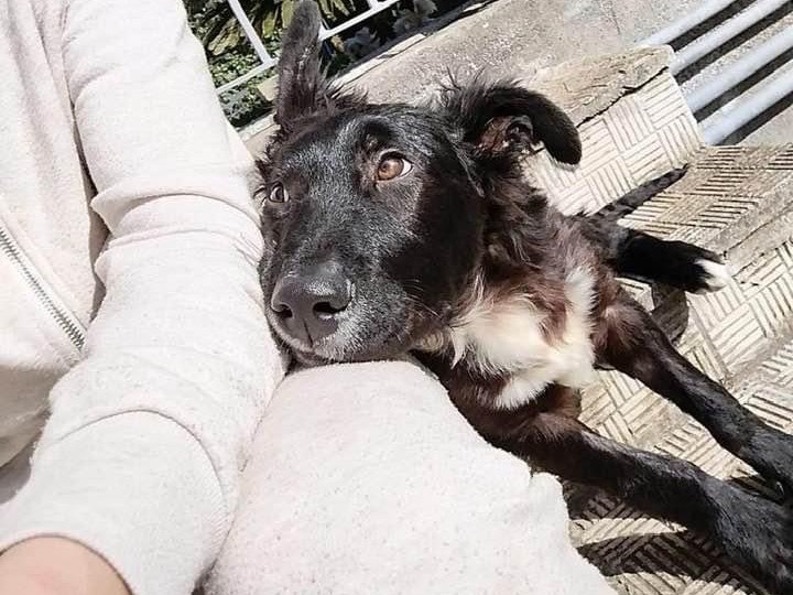 Adozione cane, maschio, meticcio, 2 anni e 11 mesi, taglia media contenuta, Siracusa
