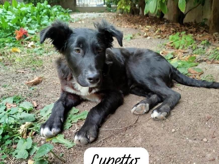 Adotta un cane, maschio, 2 anni e 11 mesi, Siracusa