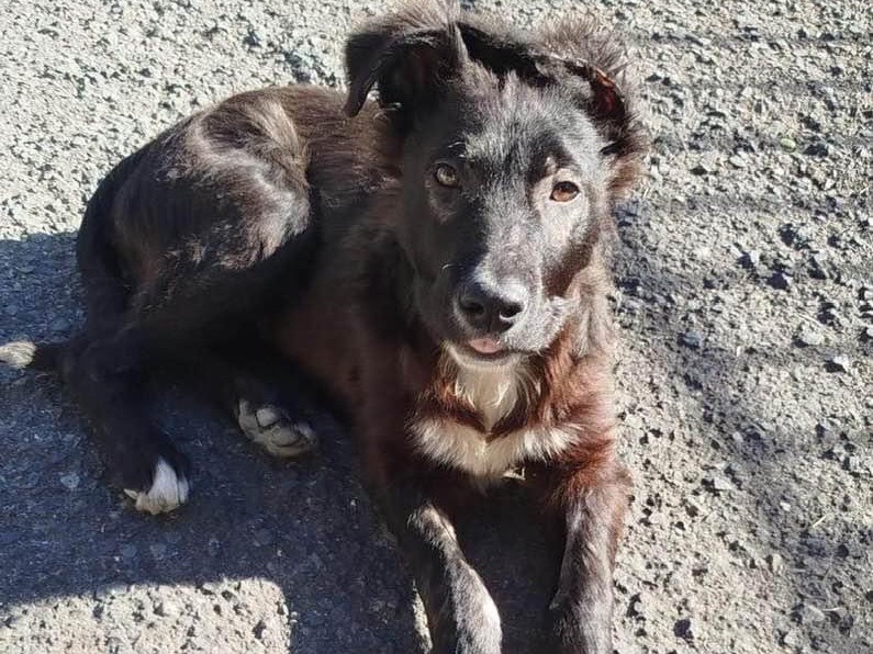 Adotta un cane, taglia media contenuta, maschio, Siracusa