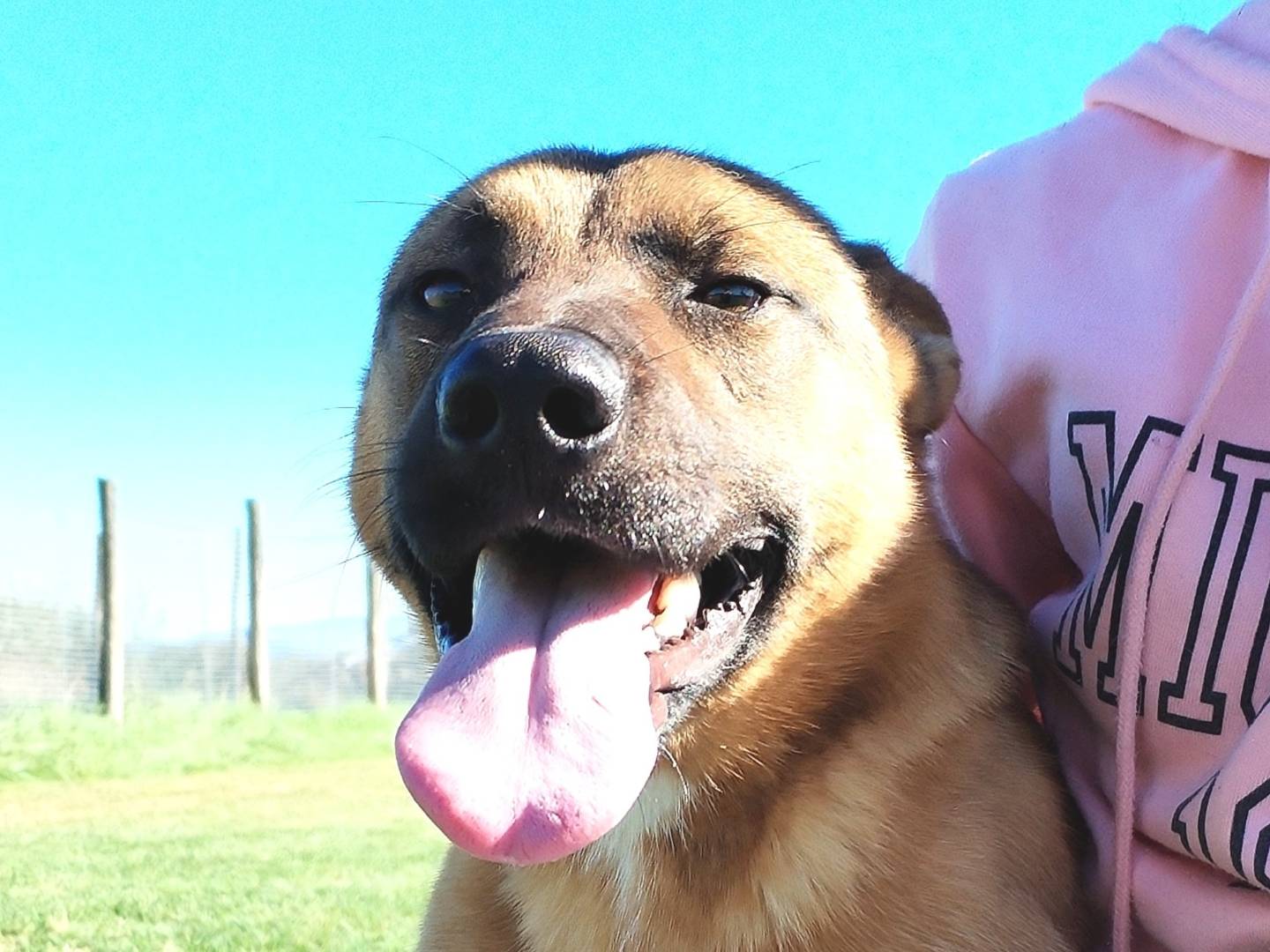 Adotta un cane, maschio, 2 anni  e 4 mesi , Latina