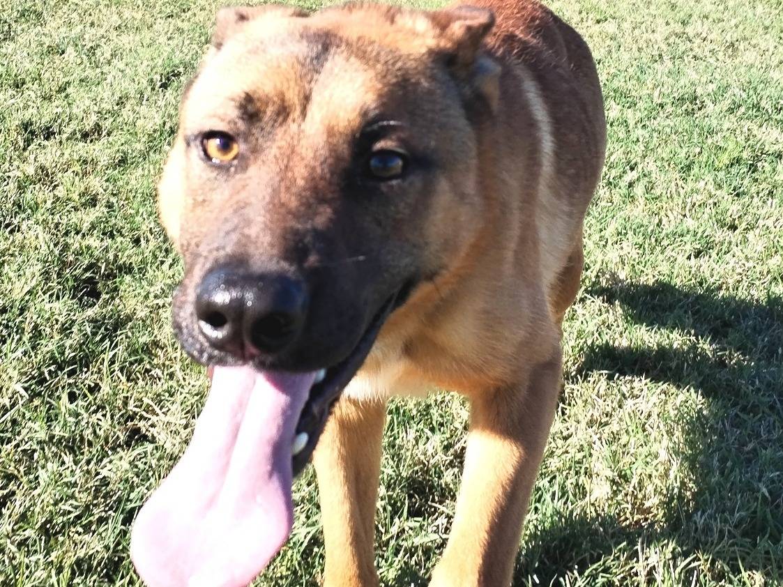 Adotta un cane, taglia media contenuta, maschio, Latina