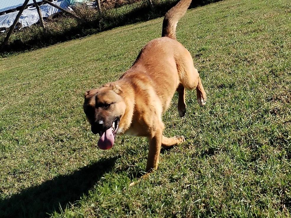 Vuoi adottare un cane a Latina?