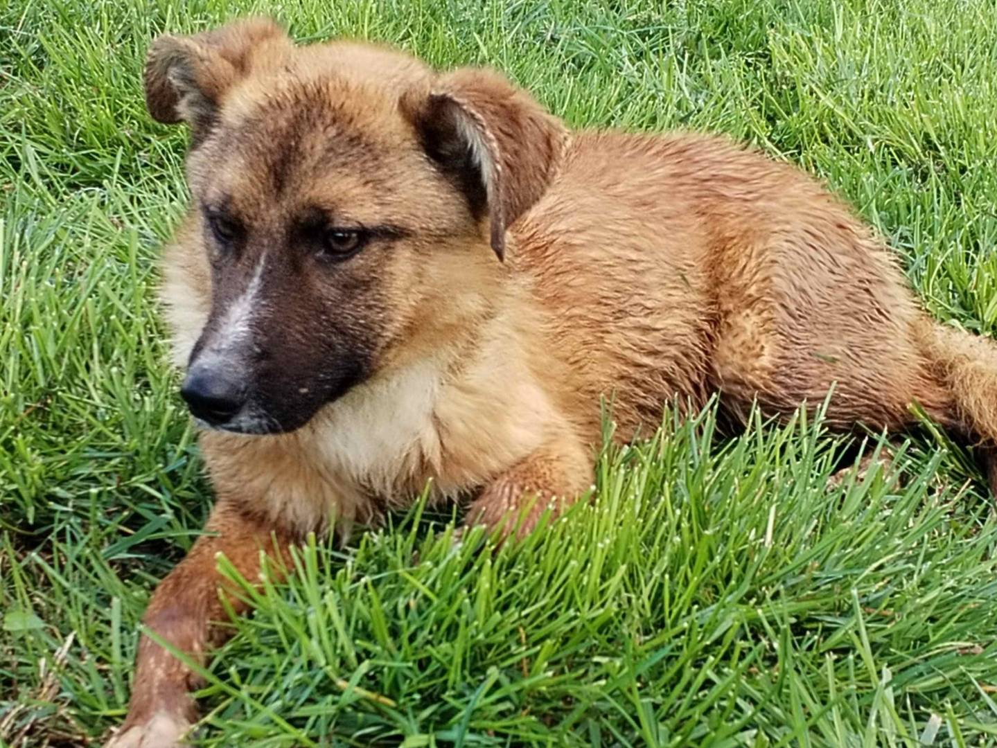 Adotta il cane Victor a Latina