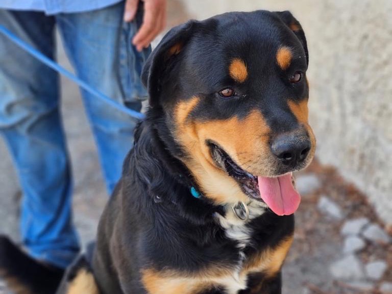 Adotta un cane, maschio, 4 anni, Siracusa