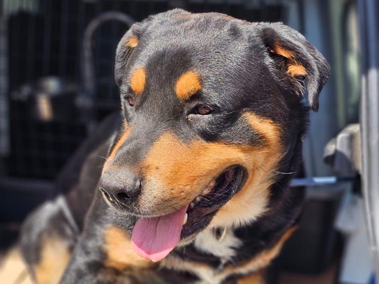 Adotta un cane, taglia gigante, maschio, Siracusa