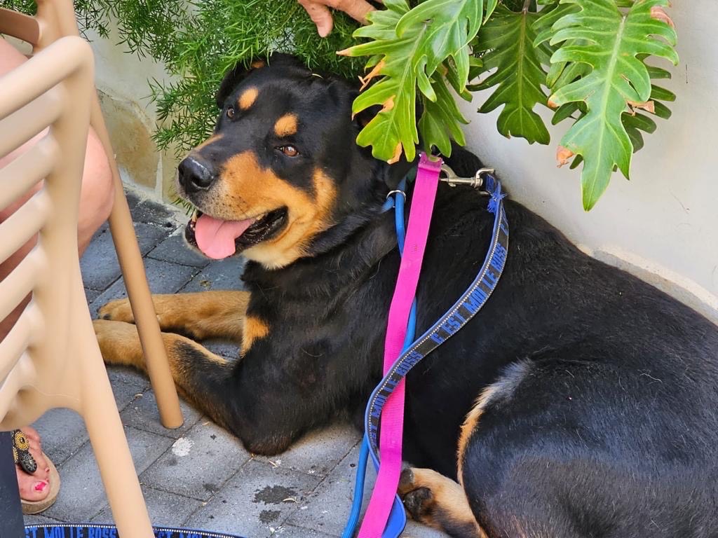 Vuoi adottare un cane a Siracusa?