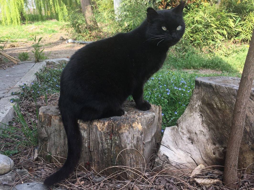 Adotta un gatto, femmina, 14 anni e 7 mesi, Bologna