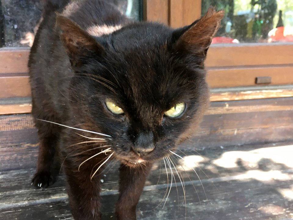 Adotta un gatto, taglia non valida, femmina, Bologna