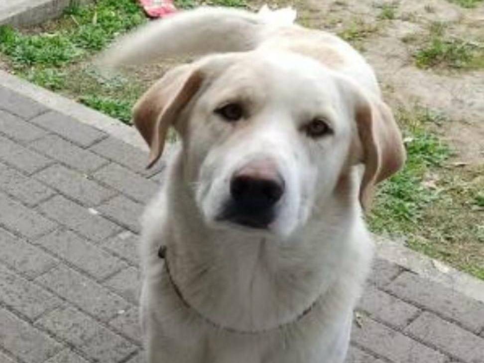 Adozione cane, maschio, meticcio, 6 anni e 10 mesi, taglia grande, Crotone